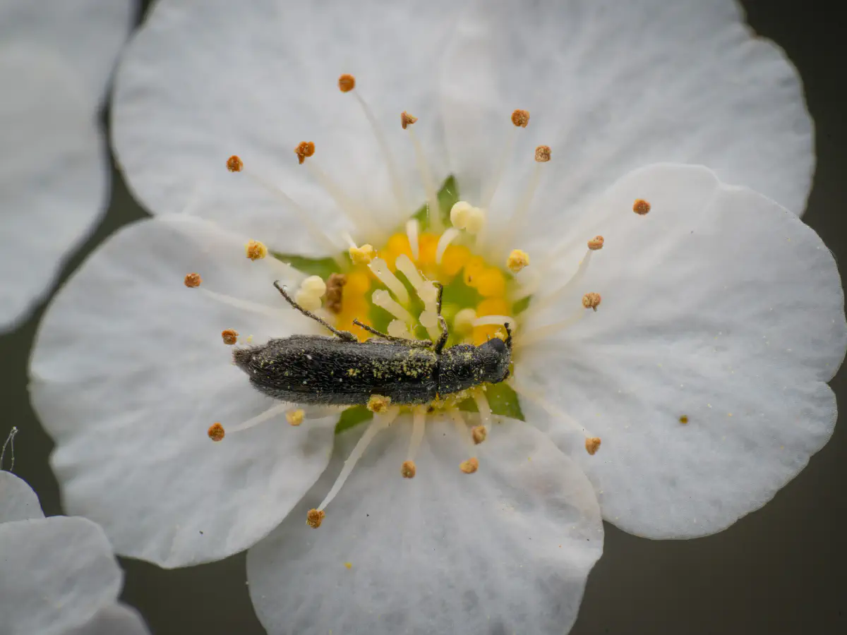 Bleischwarzer Wollhaarkäfer