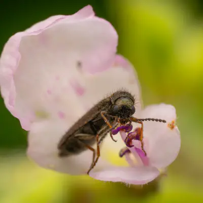 Bleischwarzer Wollhaarkäfer