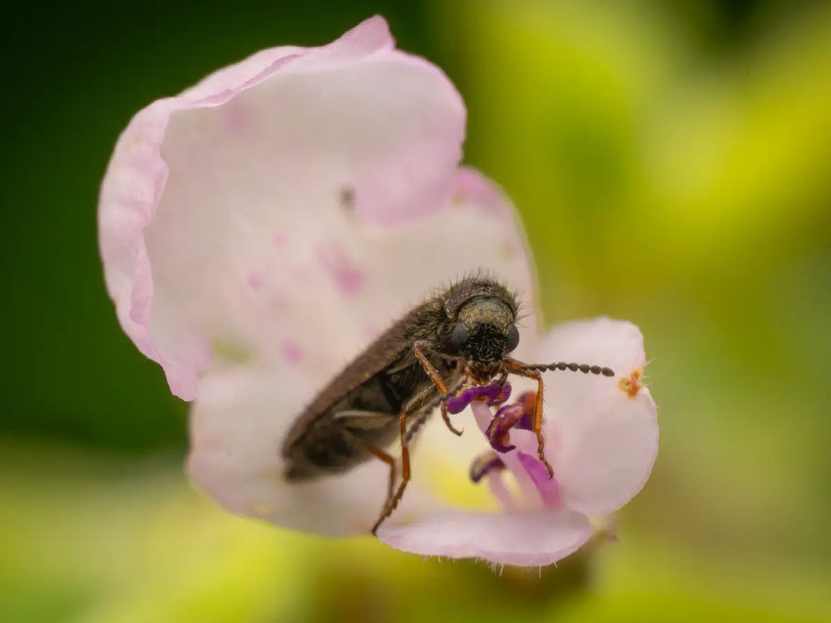 Bleischwarzer Wollhaarkäfer