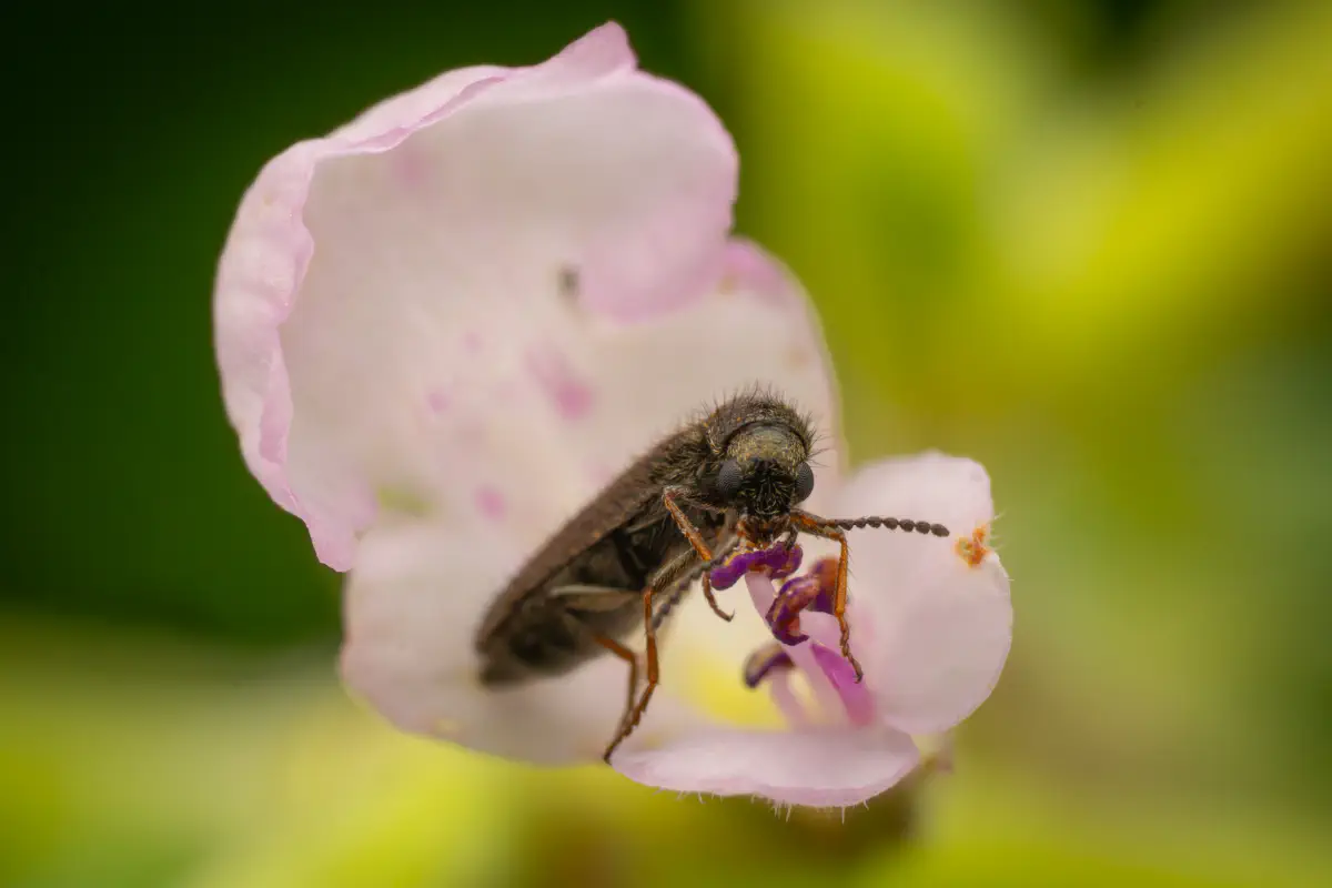 Bleischwarzer Wollhaarkäfer