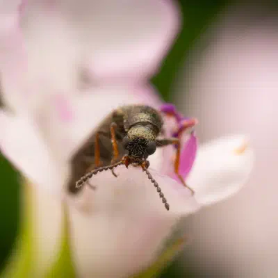 Bleischwarzer Wollhaarkäfer