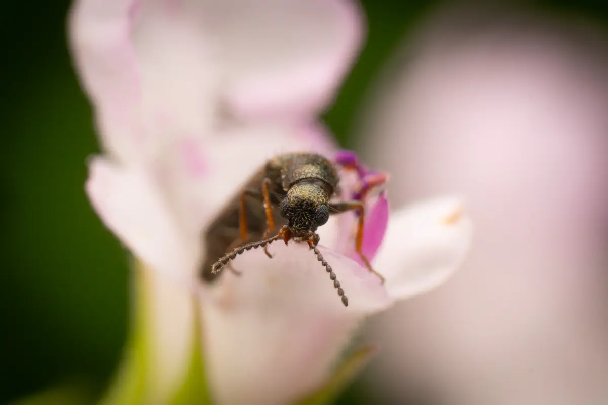 Bleischwarzer Wollhaarkäfer