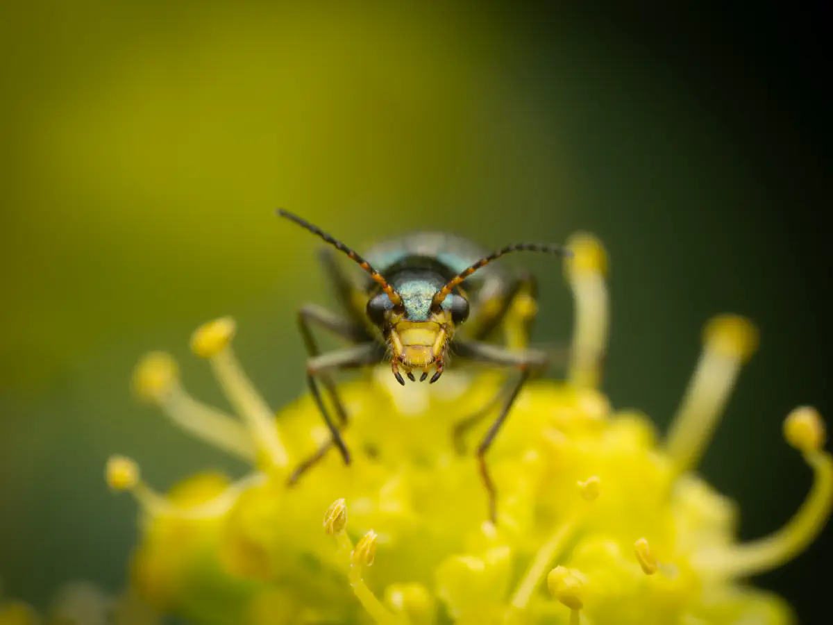 Yellow-fronted Soft-winged Flower Beetle