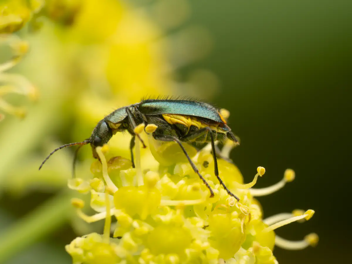 Yellow-fronted Soft-winged Flower Beetle