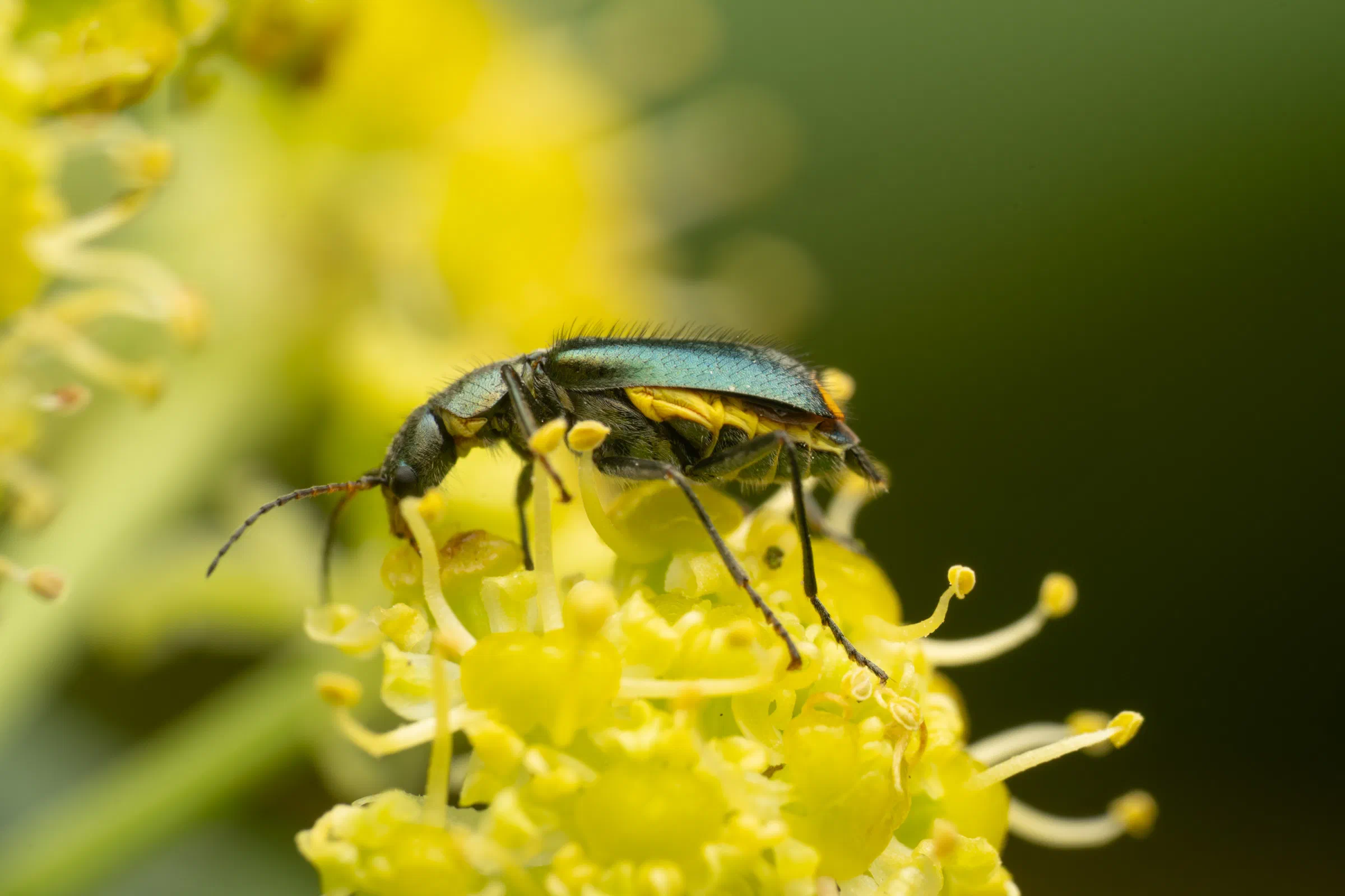 Gelbstirniger Warzenkäfer