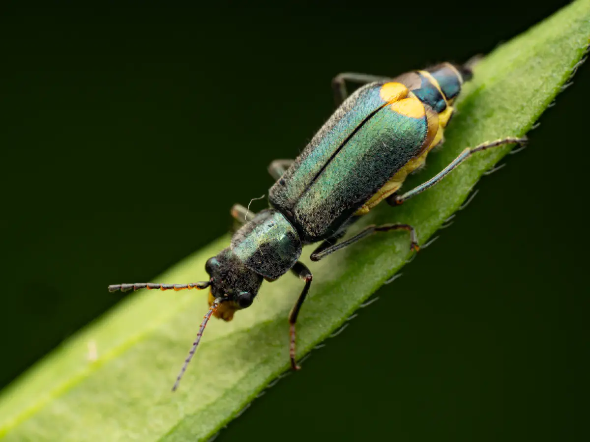 Yellow-fronted Soft-winged Flower Beetle