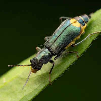 Gelbstirniger Warzenkäfer