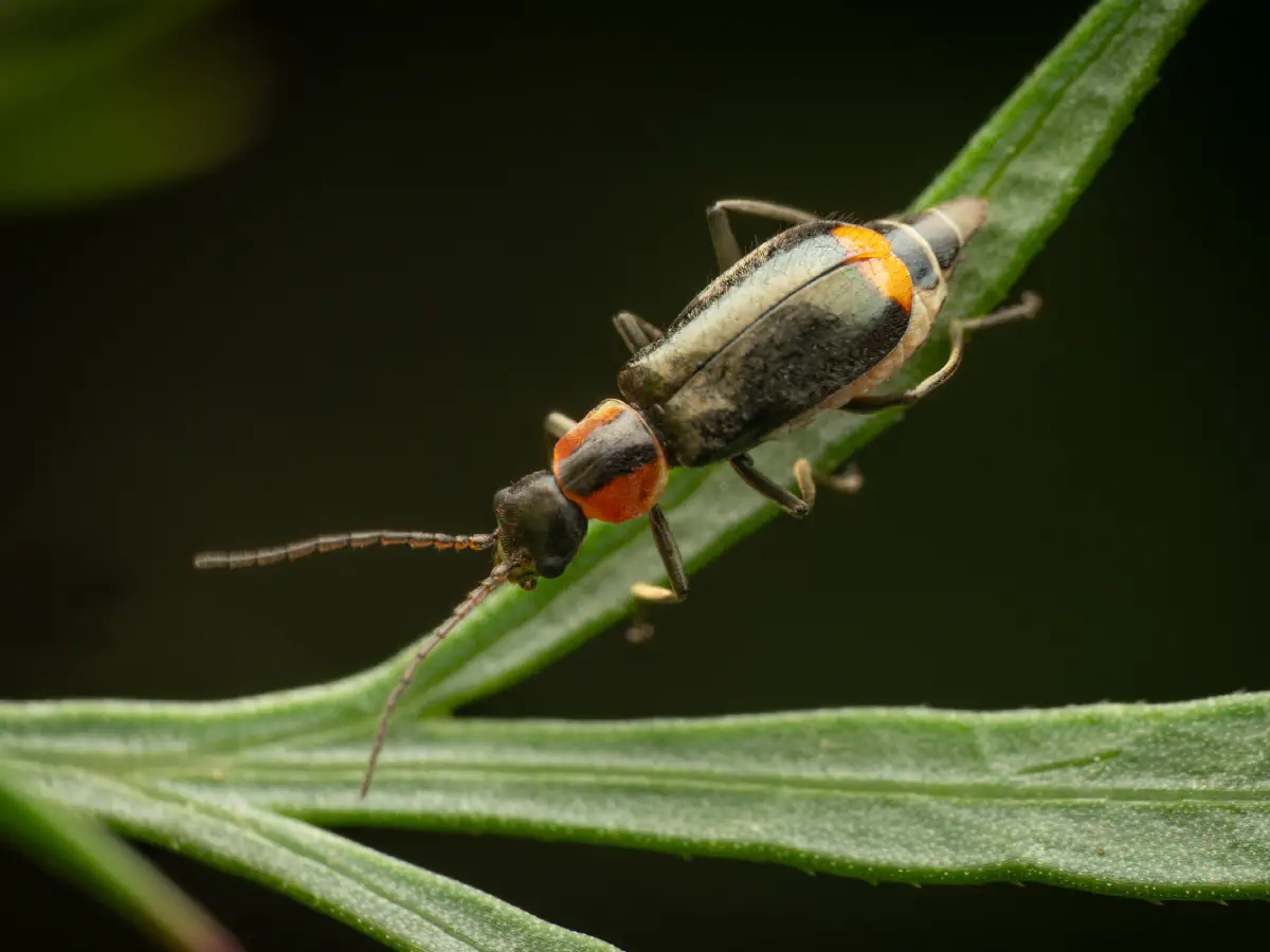 Kleiner Warzenkäfer