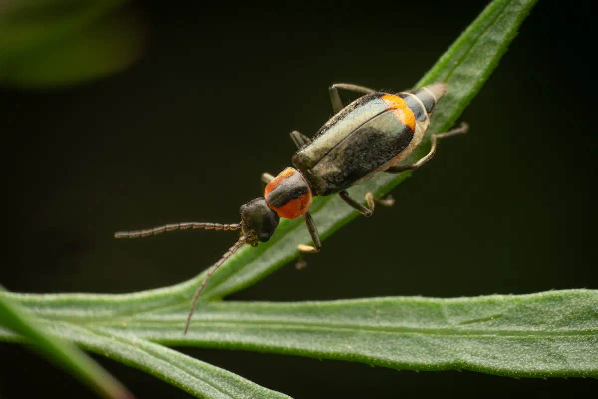 Kleiner Warzenkäfer