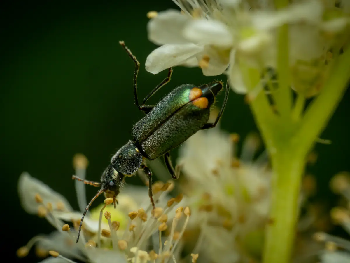 Zweifleckiger Zipfelkäfer