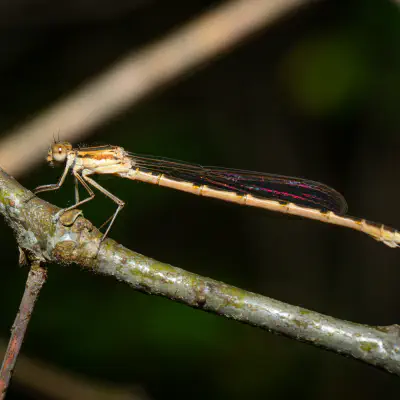 Gemeine Winterlibelle