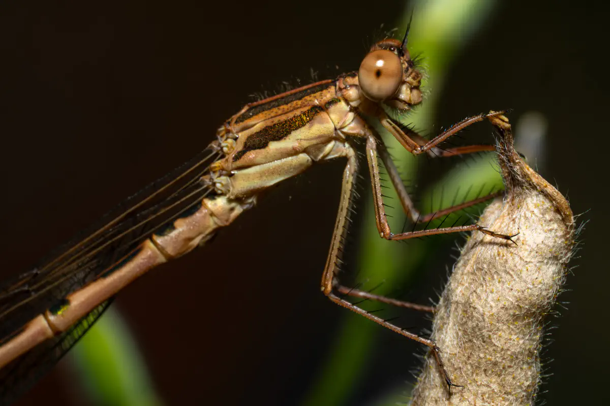 Gemeine Winterlibelle
