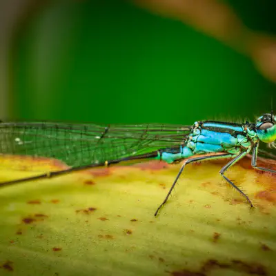 Blue-tailed Damselfly