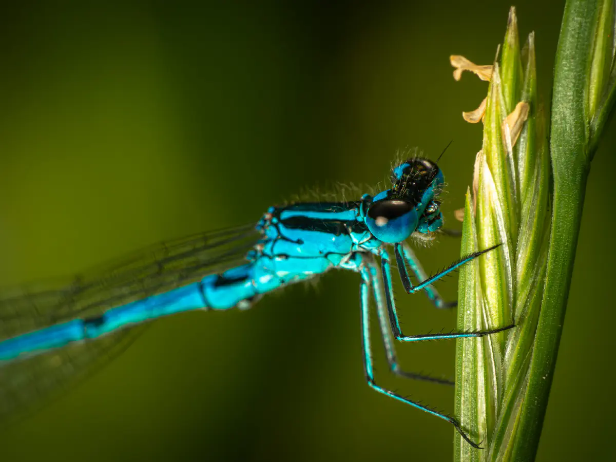 Coenagrion mercuriale