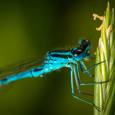 Southern Damselfly