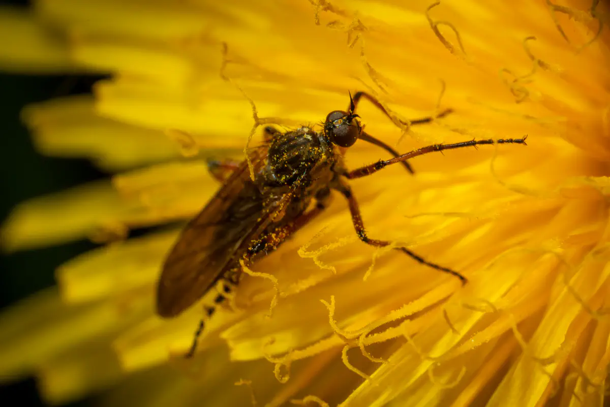 Gemeine Fenstermücke