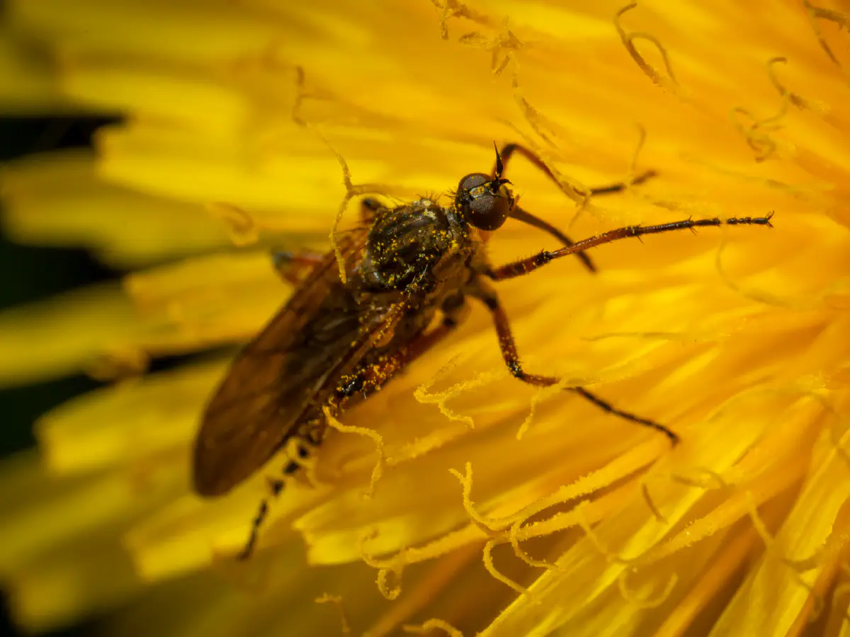 Sylvicole des fenêtres