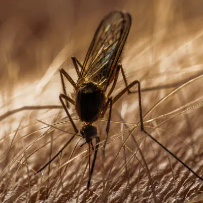Moustiques