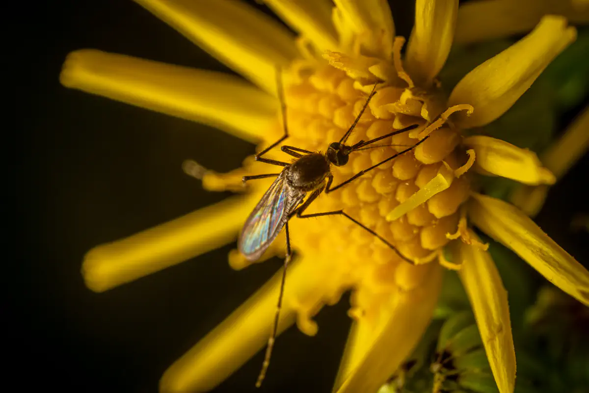 Mosquitoes – No. 3