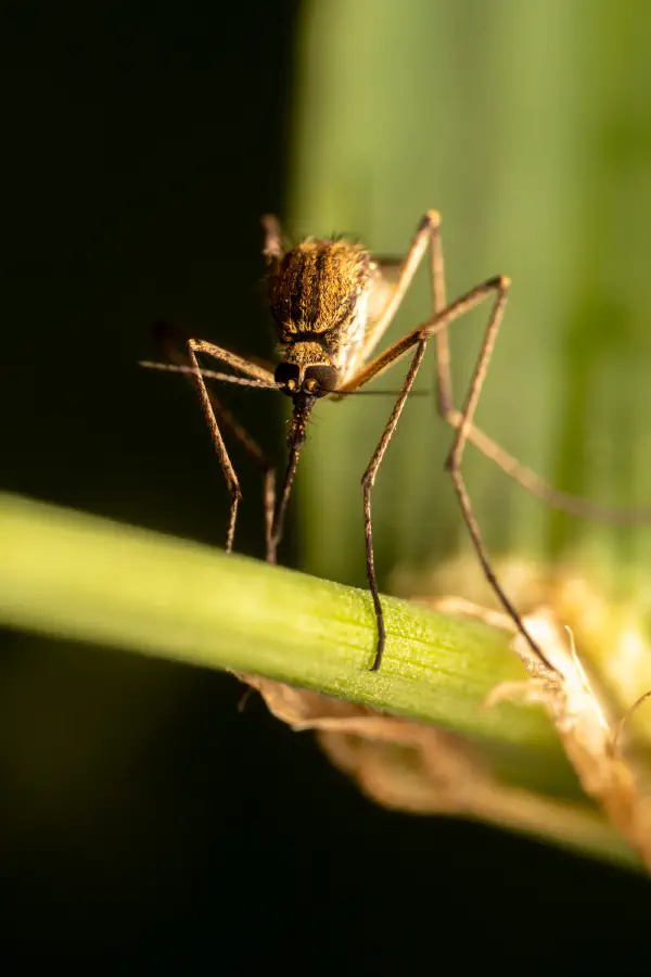 Moustiques – No. 4