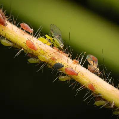 Aphids