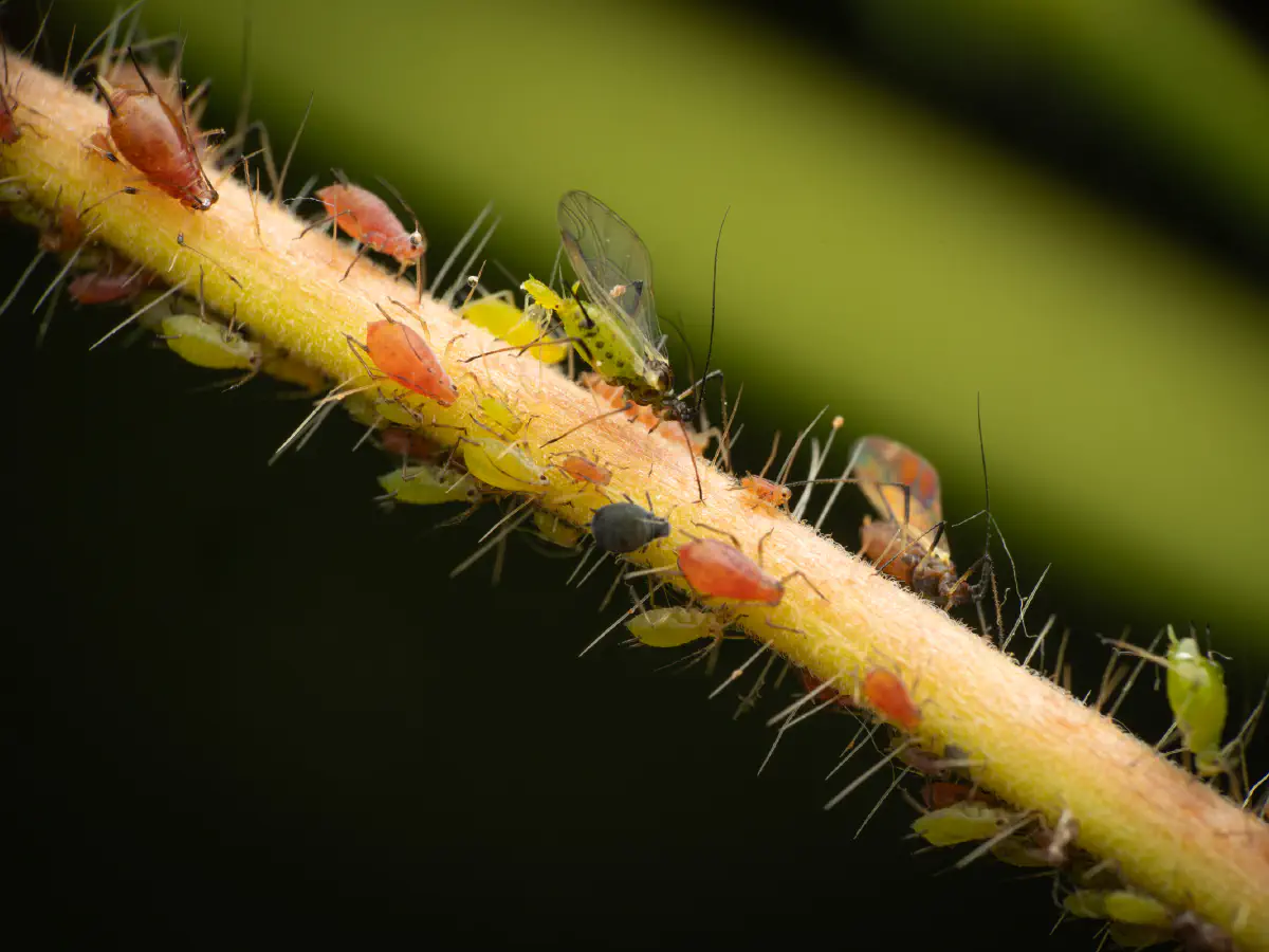 Puceron vert du rosier