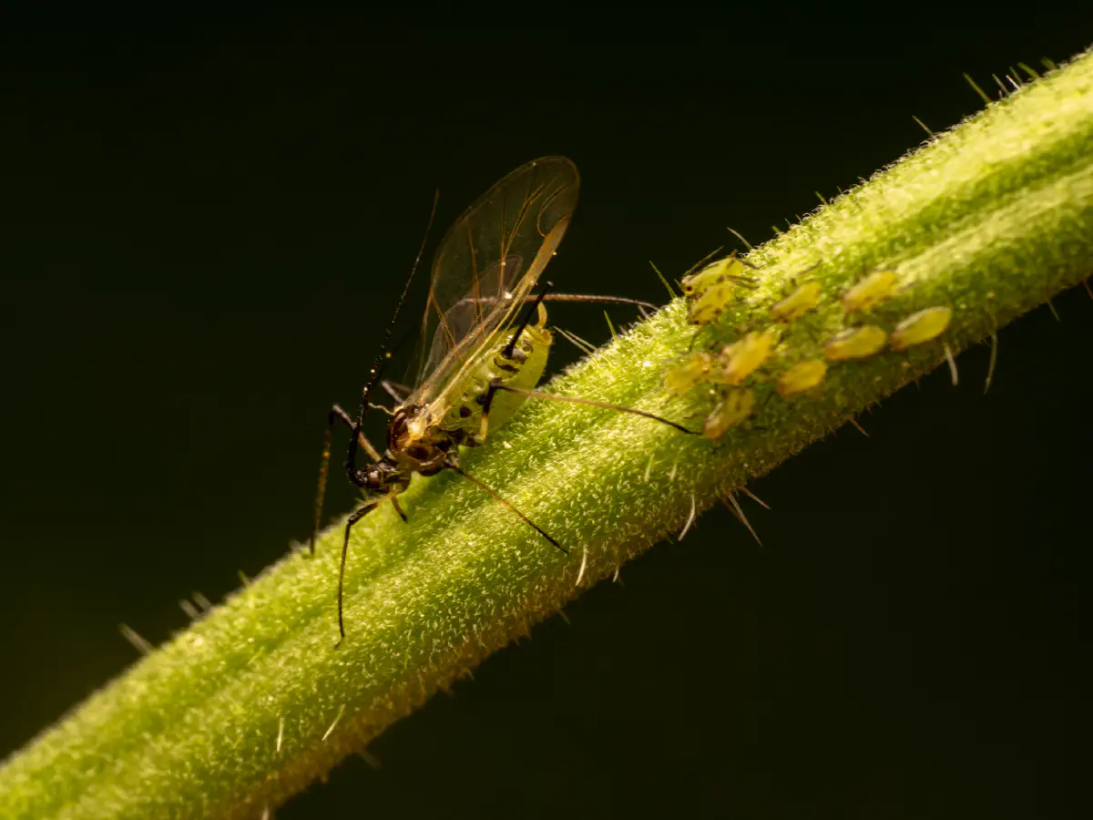 Puceron vert du rosier