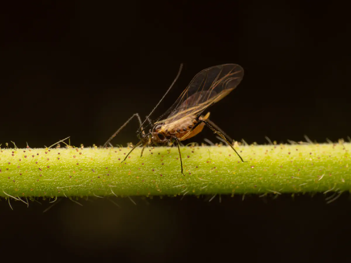 Puceron vert du rosier