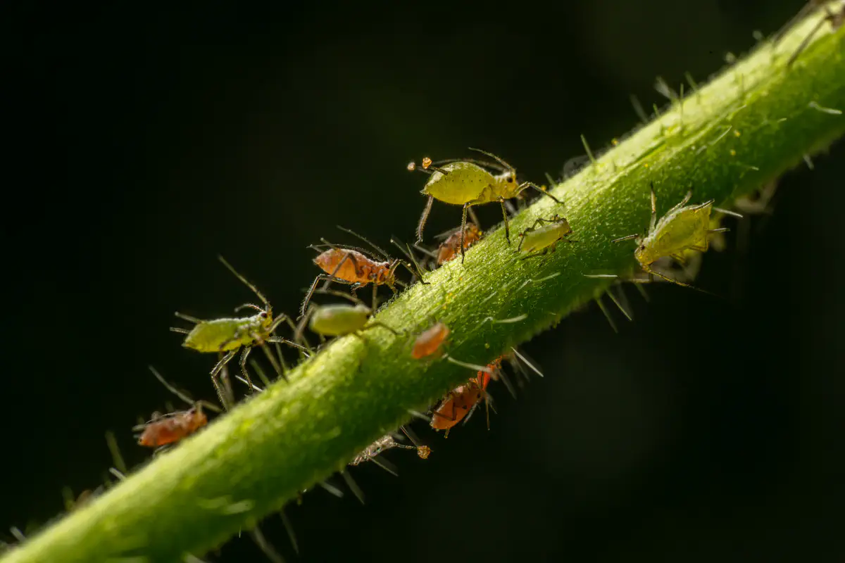 Blattläuse – No. 3