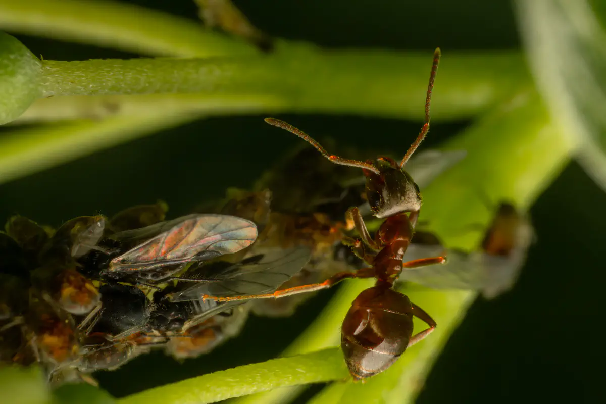 Blattläuse – No. 7