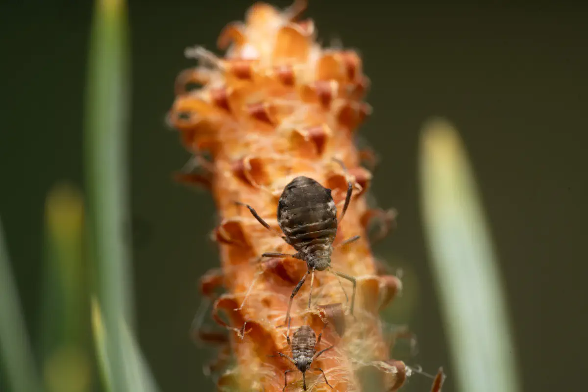 Blattläuse – No. 9