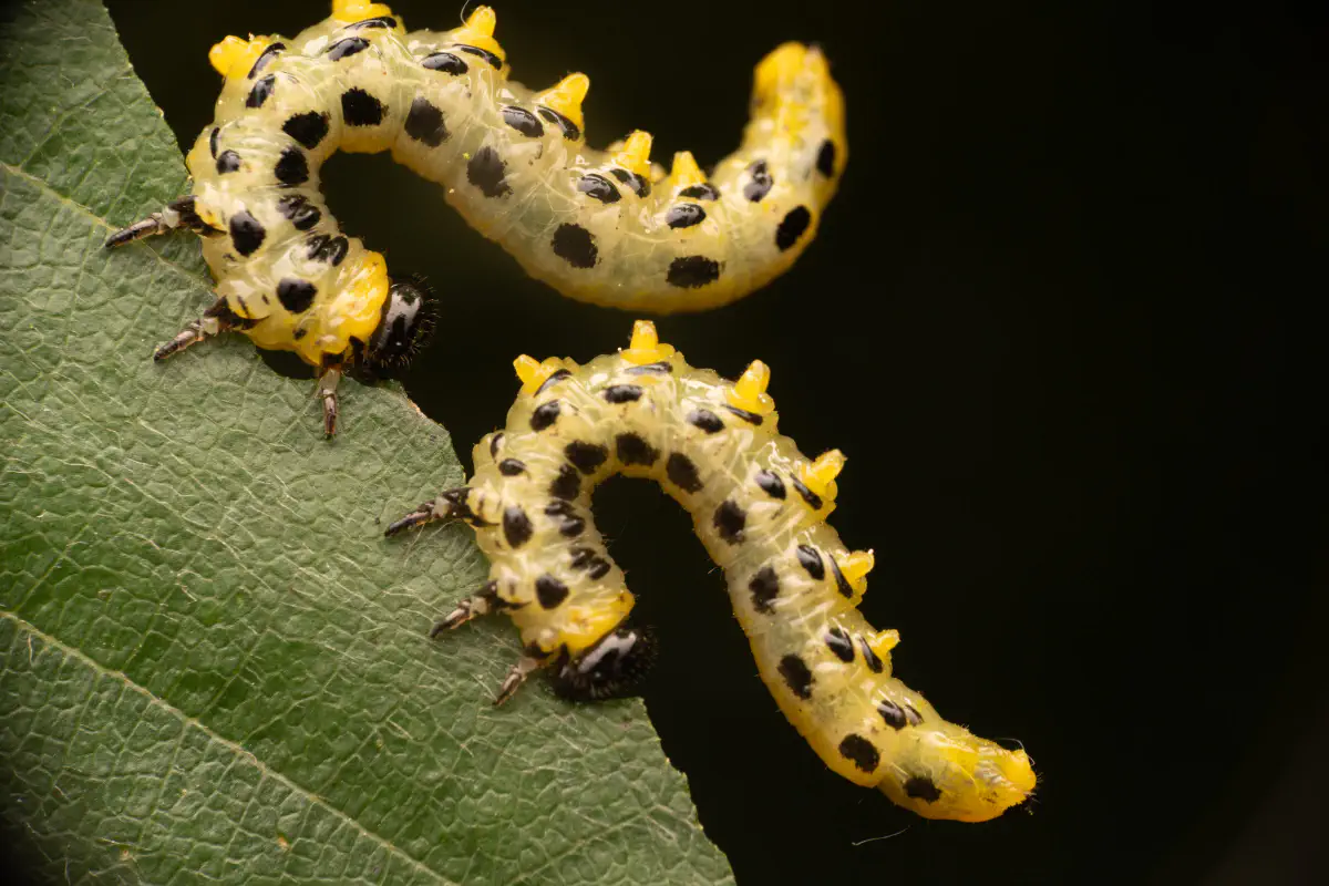 Breitfüßige Birkenblattwespe