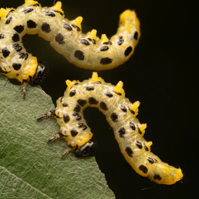 Breitfüßige Birkenblattwespe
