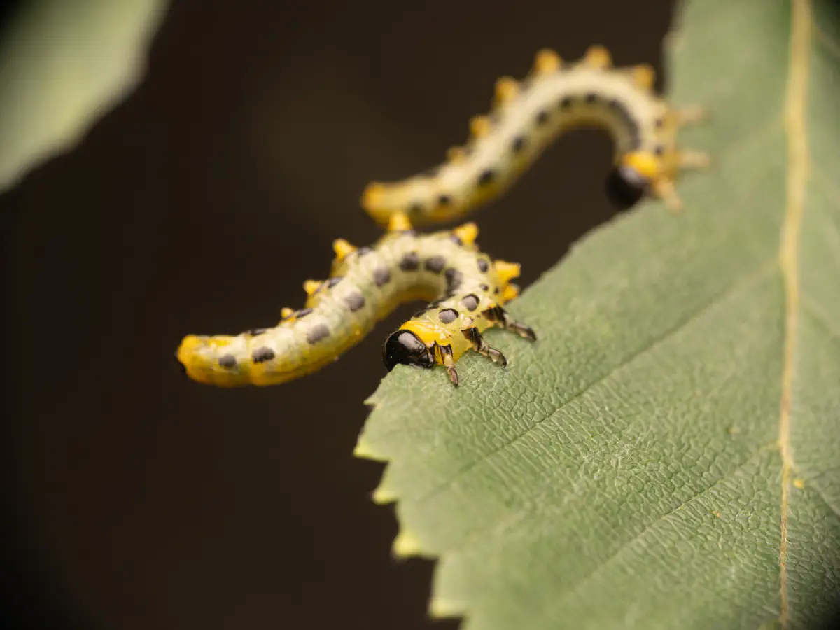 Breitfüßige Birkenblattwespe