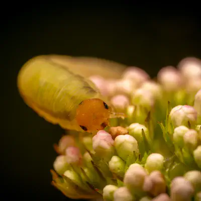 Ungleiche Rosenblattwespe