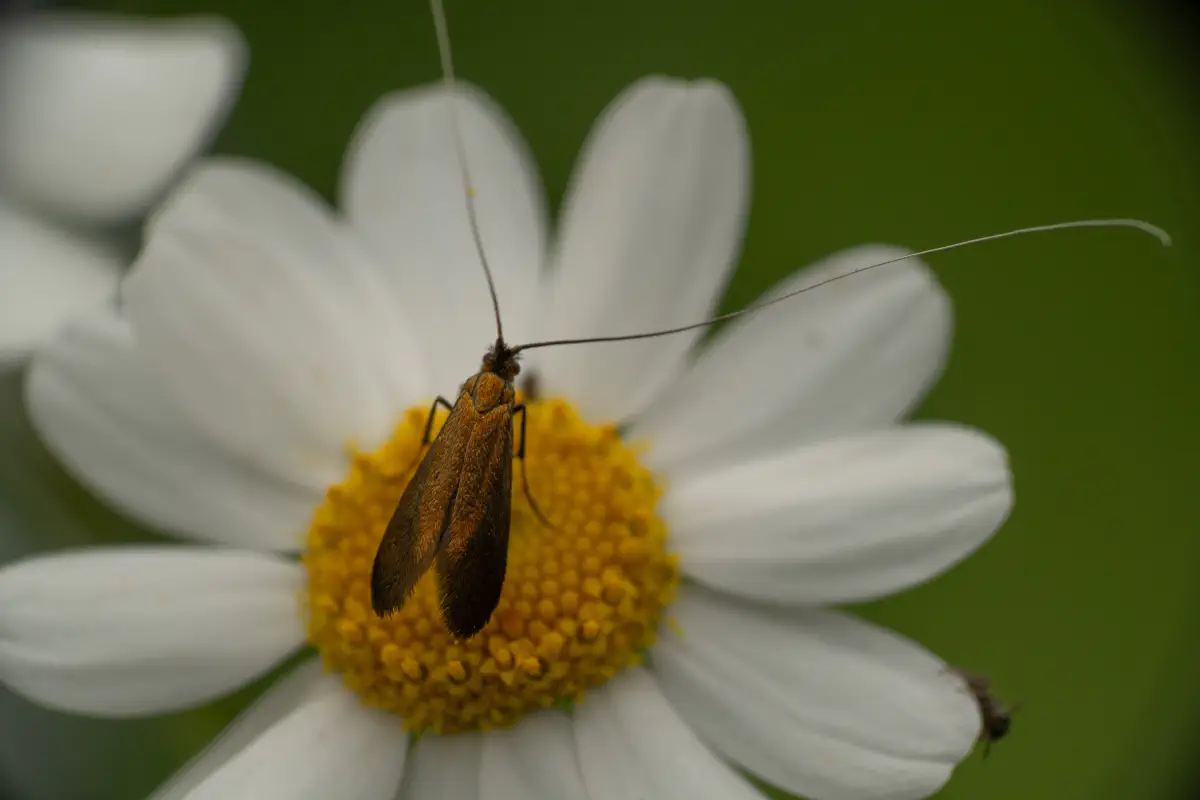 Johanniskraut-Langhornmotte