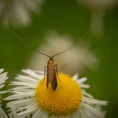 Johanniskraut-Langhornmotte