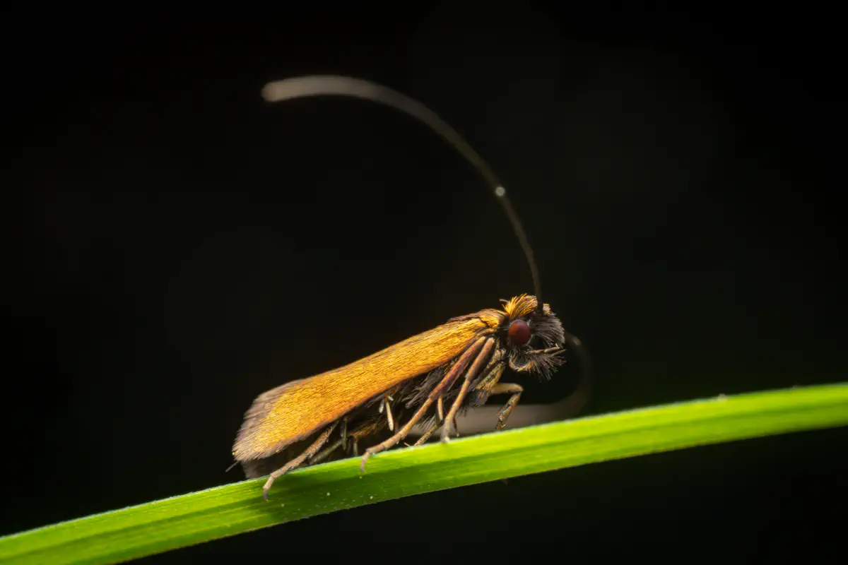 Rotsilberne Langhornmotte