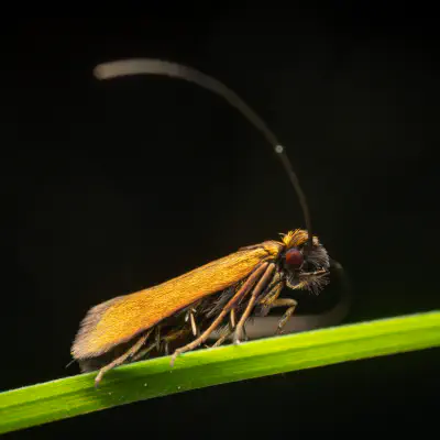 Rotsilberne Langhornmotte