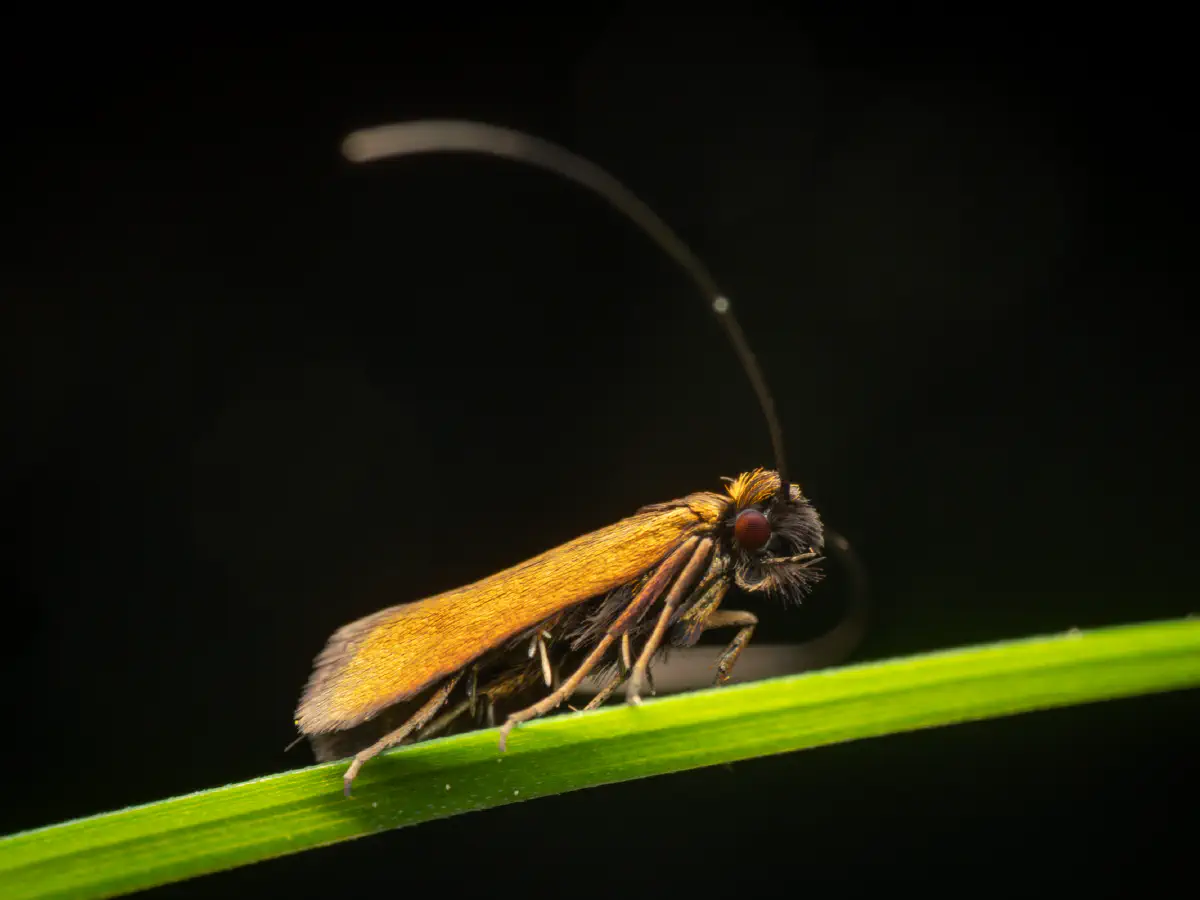 Cauchas rufimitrella