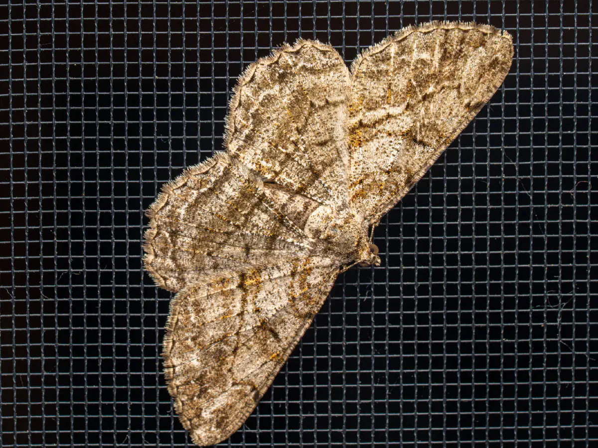 Rauten-Rindenspanner