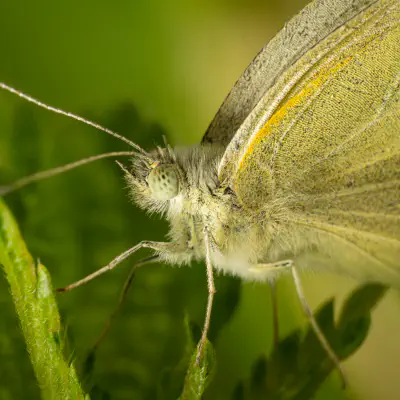 Großer Kohlweißling