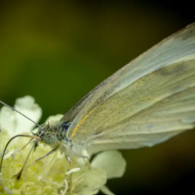 Großer Kohlweißling