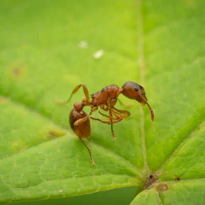 Rote Gartenameise