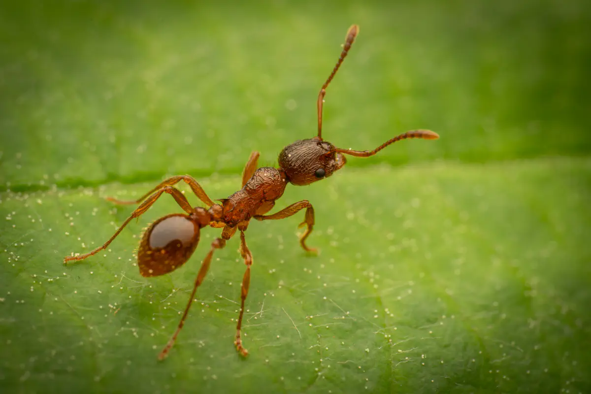 Myrmicine Ants – No. 4