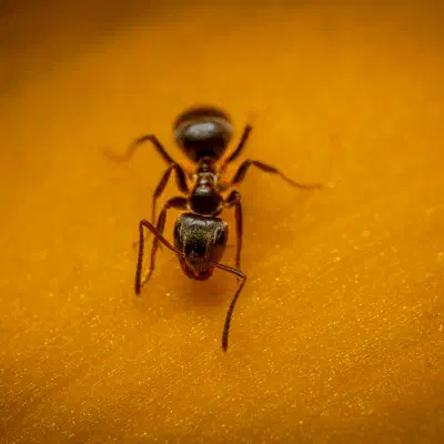 Schwarze Wegameise