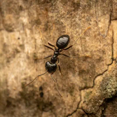 Schwarze Wegameise