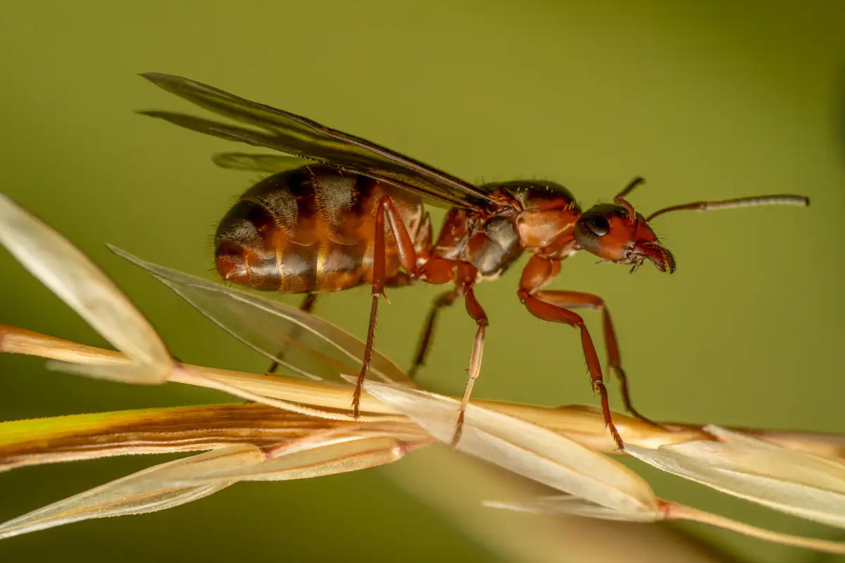 Rotbärtige Sklavenameise