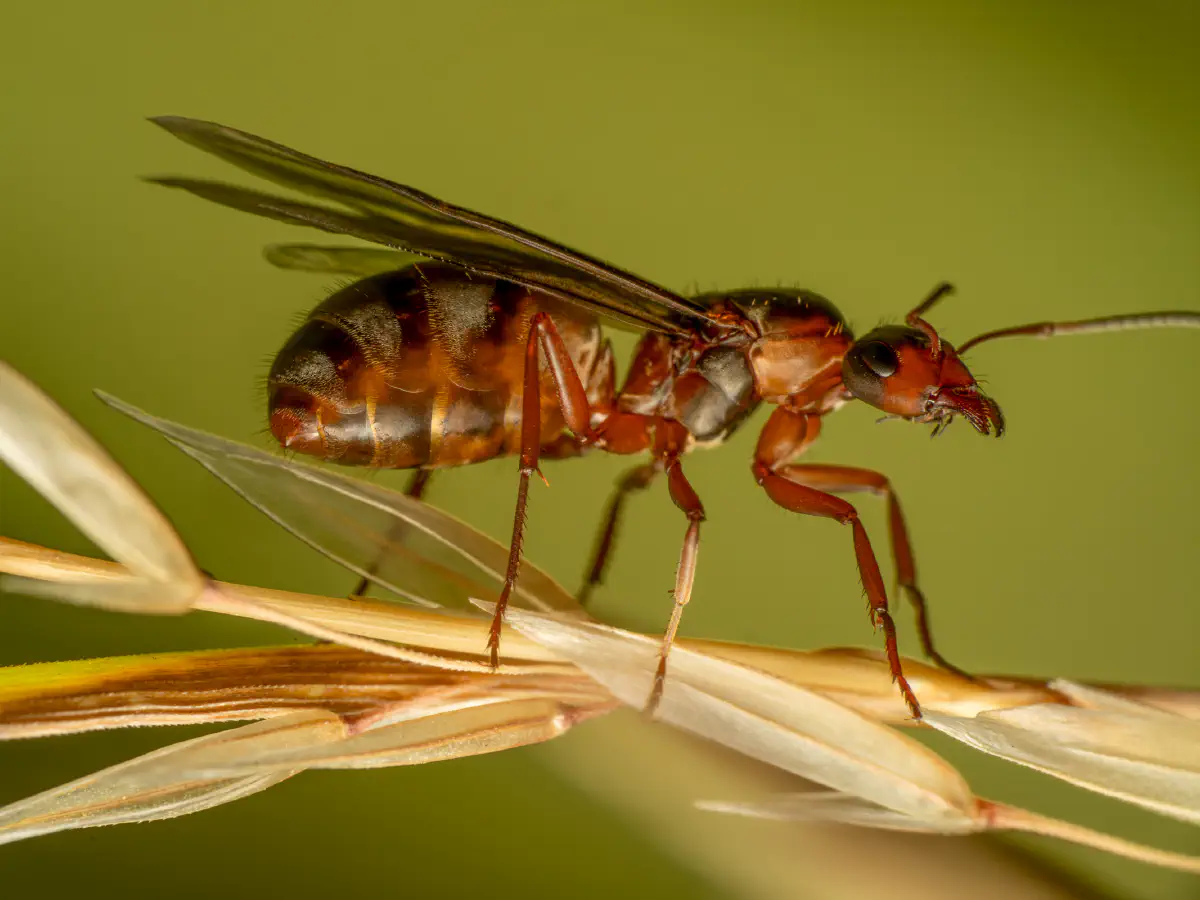 Rotbärtige Sklavenameise
