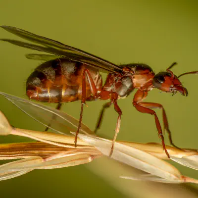 Rotbärtige Sklavenameise